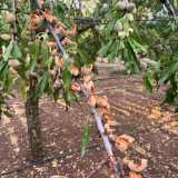 E questa loro predilizione � un problema, visto che crescendo di numero hanno cominciato a depredare mandorleti e alberi da frutta causando ingenti danni ai produttori locali